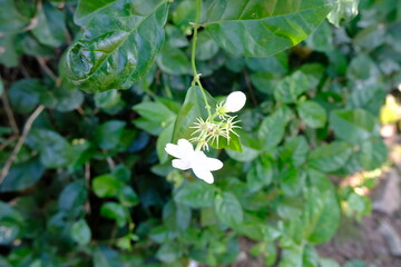 Close-Up of Blooming White Jasmine Flower with Soft Petals and Green Leaves in Natural Tropical...