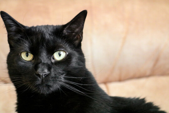 Close-Up of a Black Cat With Green Eyes
