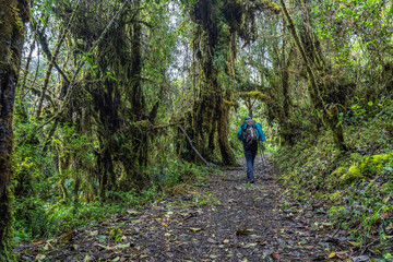 hiker with backpack and traveler and explorer attire in the middle of a mountain cloud forest in...