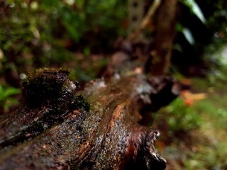 Tree branch in a rainy day 