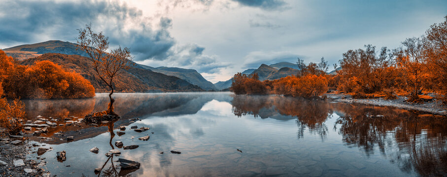 Lone Tree on Llyn Padarn in autumn. Snowdonia. Wales