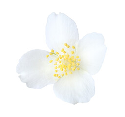 One beautiful jasmine bud isolated on white