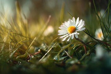 Close up macro of a daisy bloom with soft light and fresh green background for natural feel