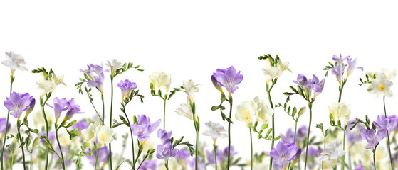 Many beautiful freesia flowers on white background. Banner design