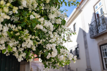 Charming cobblestone street in Sintra with traditional houses