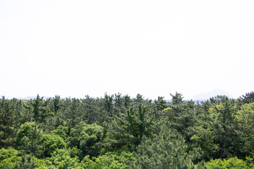 From a high vantage point, the summer forest stretches out beneath a sunny sky. 