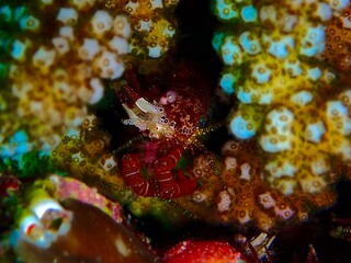 Eyespot Shrimp Emerging from Coral Shelter in Tropical Reef