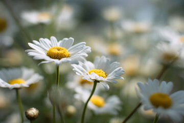 Fototapeta premium Sunlit daisies in a vibrant grassy field captured with realistic tones and natural outdoor beaut