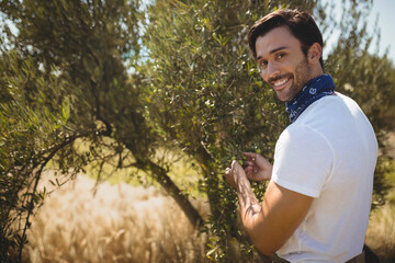 Man wearing white T-shirt picking green olives among trees in Mediterranean grove, copy space