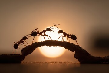 Ants unite as a team to build a bridge