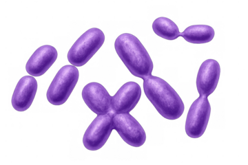 Microscopic view of various purple bacteria cells dividing and multiplying, isolated on a transparent background