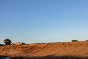 Obraz premium Golden farmland at sunset in rural Portugal with distant barns, trees, and a herd of deer running across the harvested field