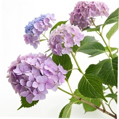 Fototapeta premium Beautiful Lilac Hydrangea Flowers with Green Leaves
