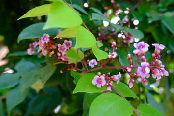 Close-Up of Blooming White Jasmine Flowers Surrounded by Green Leaves in Natural Tropical Garden...