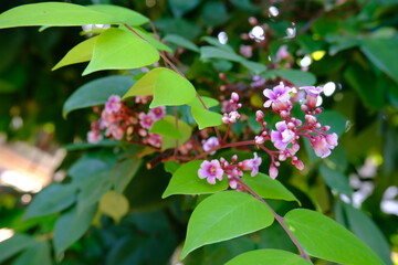 Close-Up of Starfruit Tree Flower Blossoms with Pink Petals and Green Leaves in Tropical Garden Setting