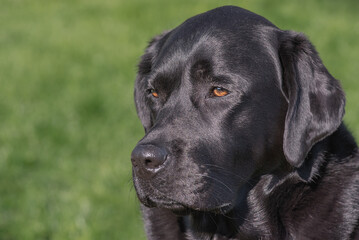 Black Labrador Retriever dog on green grass. Pet dog