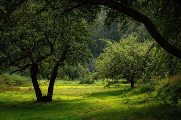 Obraz premium Apple trees in the historic area near Hamburg