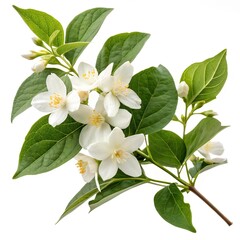 Obraz premium flowers of jasmine with vibrant leaves isolated