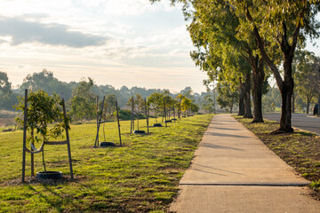 Pedestrian footpath lined with newly planted trees in Truganina, a growing suburb of Melbourne, Australia. Urban greening and community infrastructure in a developing residential neighborhood.
