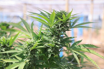 Marijuana Plants or Cannabis Farm. Close up of lush green cannabis plants growing in a modern...