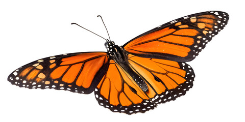 Vibrant monarch butterfly with striking orange wings and intricate black patterns, captured in stunning detail on transparent background, Png