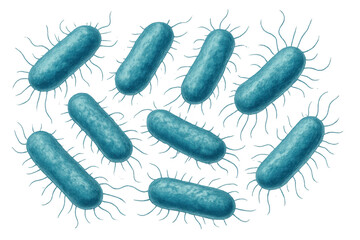 Microscopic view of rod-shaped, flagellated bacteria, possibly escherichia coli or salmonella, against a transparent background
