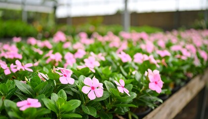 Obraz premium Pink flowers in a greenhouse