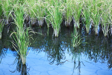 田んぼに映る稲穂と空