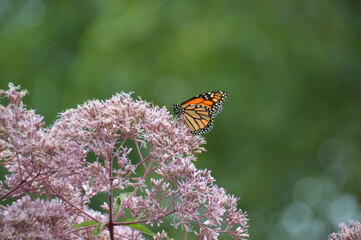 Monarch Butterfly on Joe Pye Weed