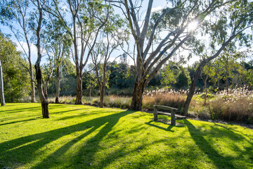 Wooden bench under tall eucalyptus trees casting long shadows at Balyang Sanctuary, Geelong, Victoria, Australia. A serene natural parkland near wetlands for solitude, rest, and nature immersion.
