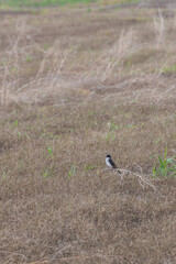 Eastern kingbird sitting on a twig in a field