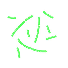 diplobacillus bacteria