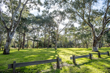 Fototapeta premium Sunlight filtering through tall eucalyptus trees in open grassy parkland at Balyang Sanctuary, Geelong, Victoria, Australia. Background texture of a peaceful urban green space with native bushland