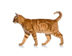 Orange tabby cat walking gracefully in side profile with upright tail on white background, highlighting feline posture, fur texture, and elegant movement
