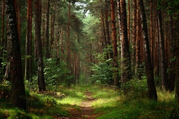 Obraz premium Belarusian and Russian forest landscapes