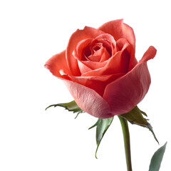 A single vibrant coral rose with delicate petals and green leaves isolated on a transparent background isolated on transparent background