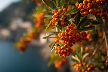 Fototapeta premium Berries of orange firethorn on Monte Isola