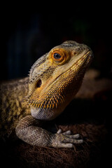 closeup of bearded dragon pet reptile