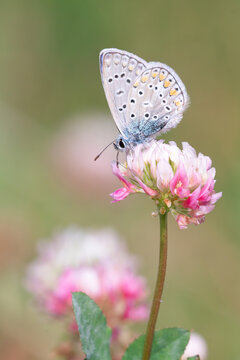 A European common blue butterfly perched on an alsike clover in Toronto, Ontario's Taylor Creek Park. 