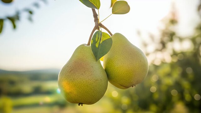 Hanging Green Pears on Tree Branch in Orchard Close-Up