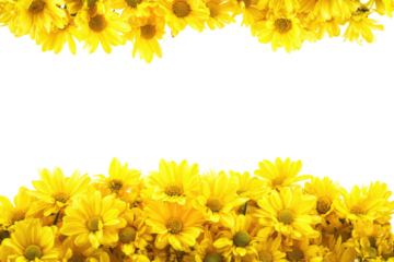Yellow chrysanthemum flowers frame a black background