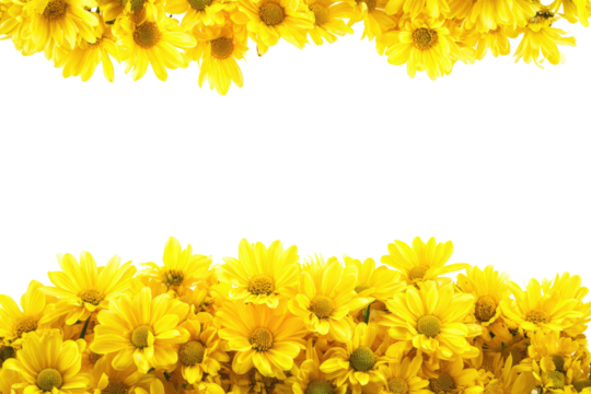 Yellow chrysanthemum flowers frame a black background