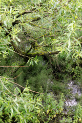 A dense, green wetland scene featuring moss-covered tree branches, overgrown foliage, and still water reflecting the forest canopy.