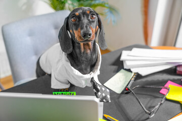 A dachshund dressed in a shirt and tie sits at a desk in an office environment, conveying a humorous take on business and work themes.