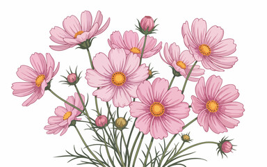 Delicate pink cosmos flowers with yellow centers and green stems vector