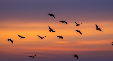 Fototapeta premium Silhouette birds in vibrant sunset sky