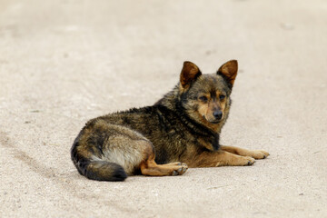 Brown and black mixed-breed stray dog lying relaxed on a sandy dirt road in a quiet rural area.