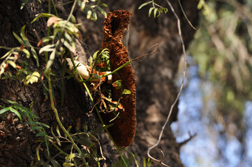 Large mushroom growing on a tree trunk or bark