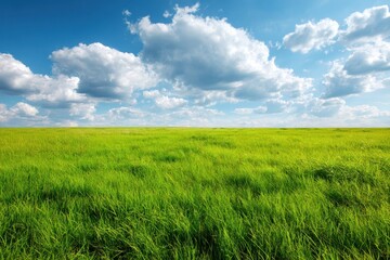 Obraz premium Bright grassy field ideal for backgrounds or wallpapers seasonal nature scene