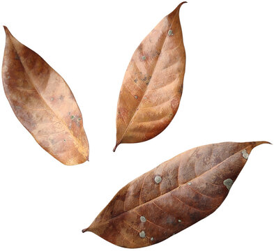 Three dry leaves falling, isolated on white background